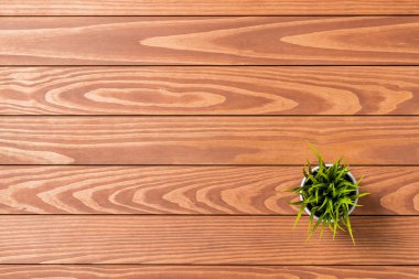 ahşap masa üzerinde yeşil bitki