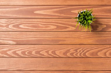 ahşap masa üzerinde yeşil bitki