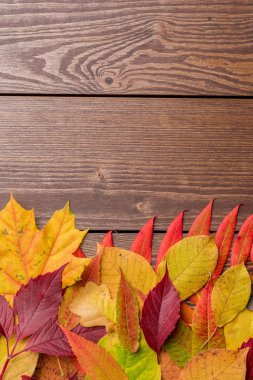 sonbahar yaprakları arka plan