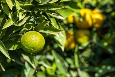 Olgun sulu portakal mandalina ağacı üzerinde