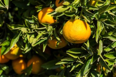 Olgun sulu portakal mandalina ağacı üzerinde