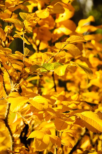 Jasny żółty autumn odchodzi w lesie — Zdjęcie stockowe