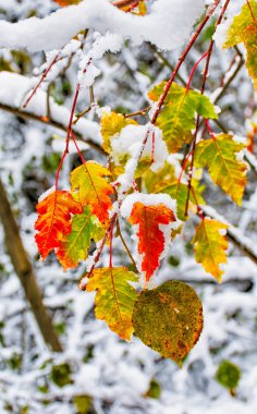 Sarı karda ormanda bırakır