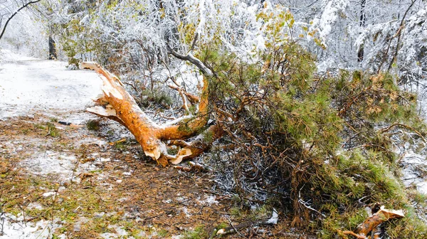 Düşmüş çam ağacı dalı kış orman