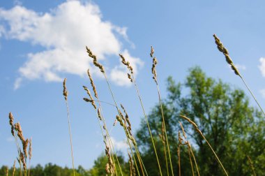 Kulakları buğday mavi yaz gökyüzüne karşı