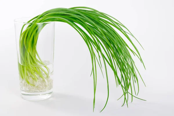 Cipolle primaverili in vetro riempito d'acqua su fondo bianco — Foto Stock