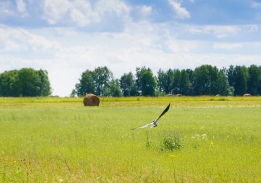 Yığınlar, saman ve ön plan üzerinde uçan kuş ile alan