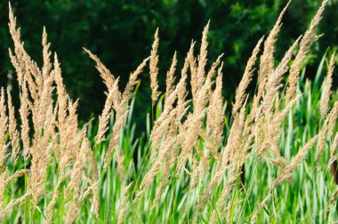 Yaz güneşli gün ormandaki Kabarık sarı otlar