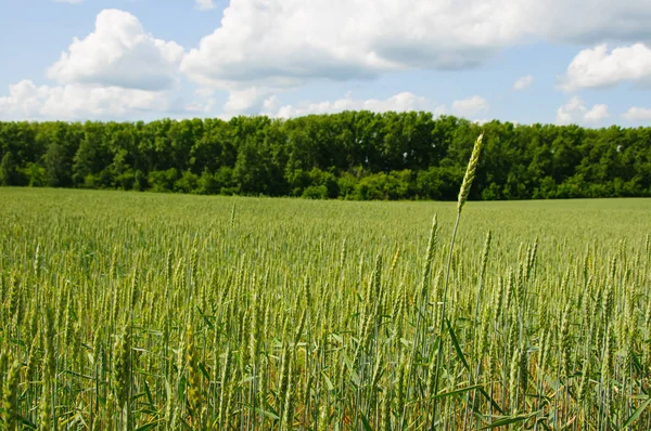 背景下的森林和蓝色夏季小麦 Fielf — 图库照片