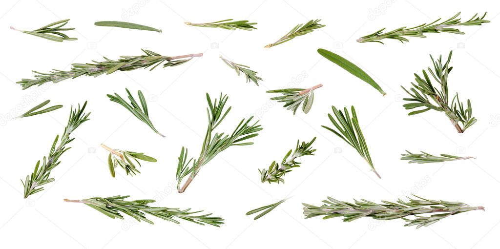 Fresh green rosemary leaves and twigs at different angles on whi