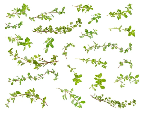 Fresh green marjoram leaves and twigs at different angles on whi — Stock Photo, Image