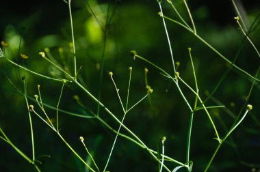 Ormandaki gölgede vahşi bitkiler