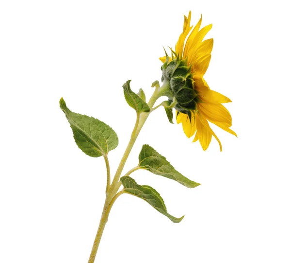 Flor de girasol abierta en el tallo en el lado posterior de fondo blanco — Foto de Stock