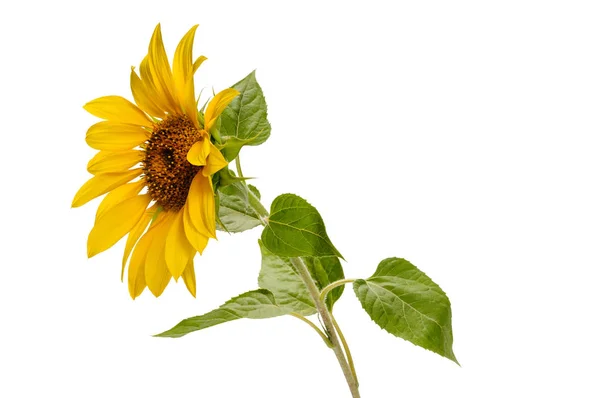 Flor de girasol abierta en el tallo con siete hojas verdes en whi —  Fotos de Stock