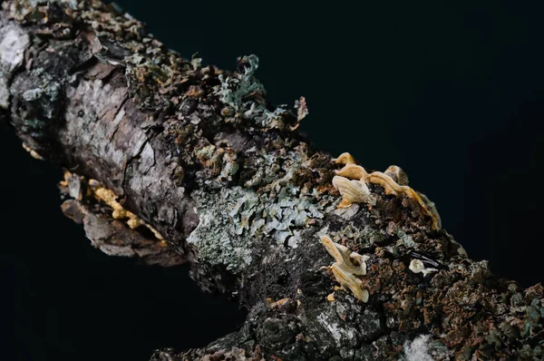 Yanan mantarlar ve çeşitli yosunlarla kaplı eski kütük.