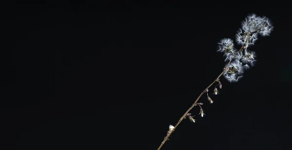 Zweig mit Flusen auf schwarzem Hintergrund — Stockfoto