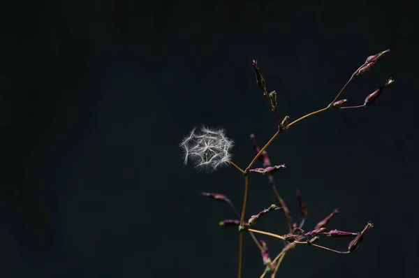 Zweige mit Knospen und Flusen auf dunklem Hintergrund — Stockfoto