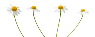 Beyaz arkaplanda çeşitli açılarda dört papatya çiçeği