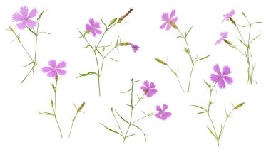 Beyaz arkaplanda çeşitli karanfil pembe çiçekleri