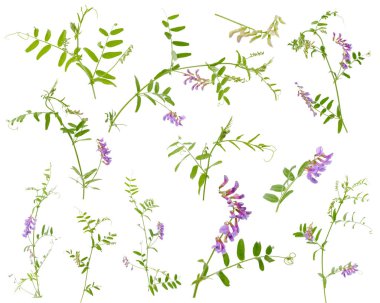 Beyaz arka planda çiçekler olan çeşitli yabani veçler.