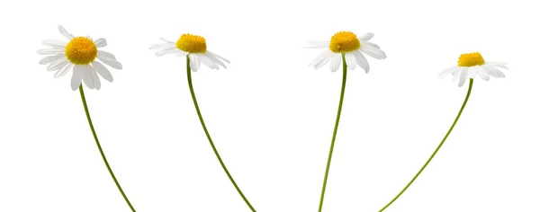 Cuatro flores de manzanilla en varios ángulos sobre fondo blanco — Foto de Stock