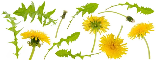 Birkaç sarı karahindiba ve karahindiba çeşitli açılardan yapraklar.