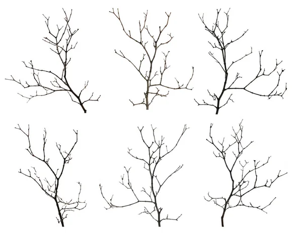 Beyaz arkaplanda çeşitli çıplak ağaç dalları