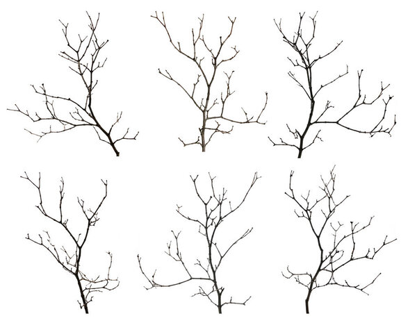 Various bare tree branches on white background