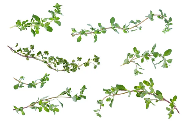 Many various fresh green marjoram leaves and twigs at different — Stock Photo, Image