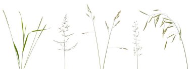 Few stalks, leaves and inflorescences of meadow grass at various