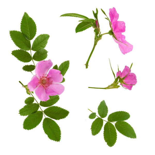 Few flowers and leaves of dog rose at various angles on white ba