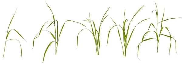 Few stalks and leaves of meadow grass at various angles on white — Stok fotoğraf