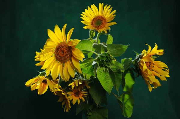 Koyu yeşil arka planda birkaç ayçiçeği, yaprak ve açılmamış tomurcuklar var.