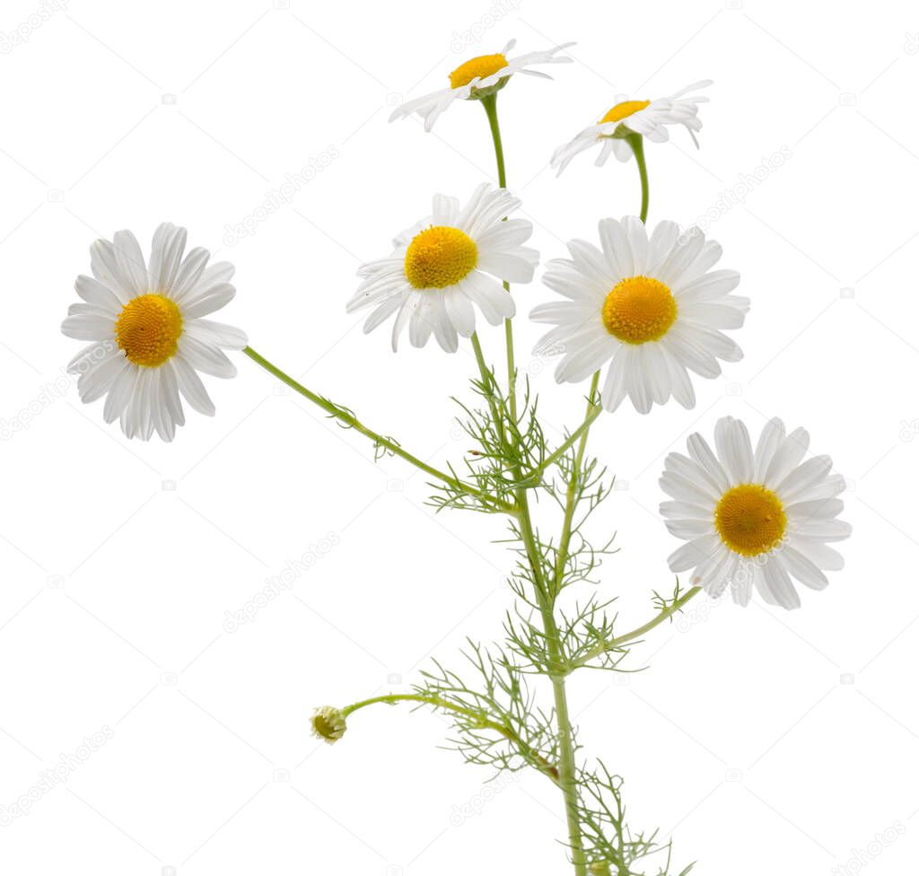 Many camomile flowers and leaves on one stalk isolated on white background