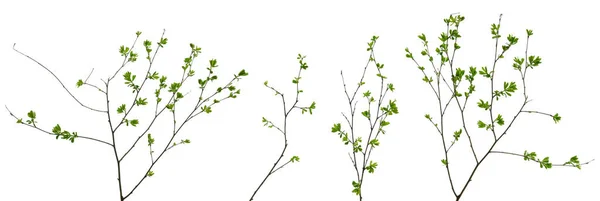 Beyaz arka planda çok sayıda genç yaprağı olan dört ağaç dalı