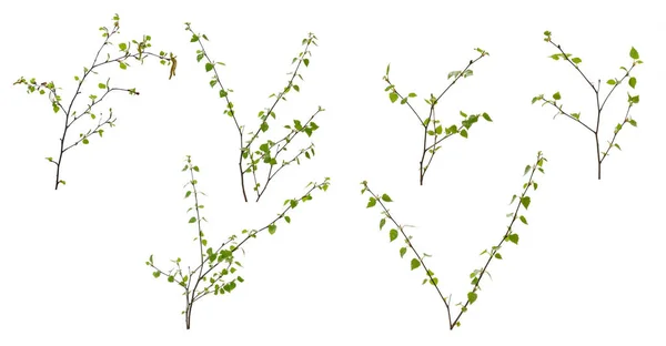 Various Birch Branches Young Leaves Earrings Isolated White Background — Stock Photo, Image