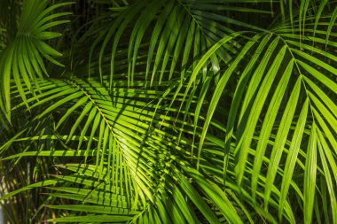 Hawaii kökenli Palm