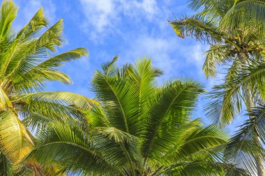 Hawaii kökenli Palm