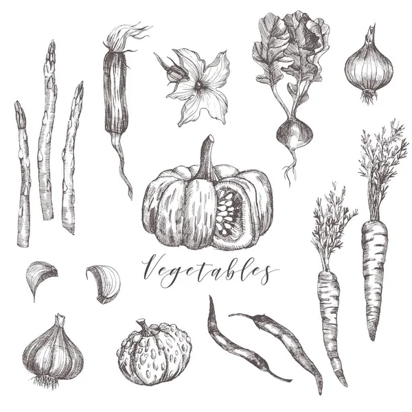 Ensemble Vecteur Aquarelle Légumes Dessinés Main — Image vectorielle