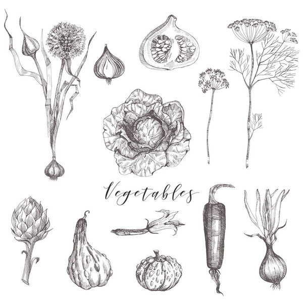 Watercolor vector set of hand drawn vegetables 