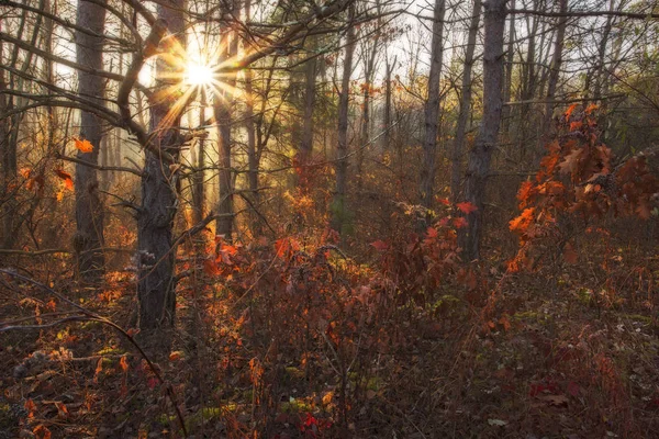 Rayos de sol en el bosque encantado —  Fotos de Stock