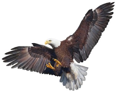 Kartal baskın beraberlik beyaz vektör.