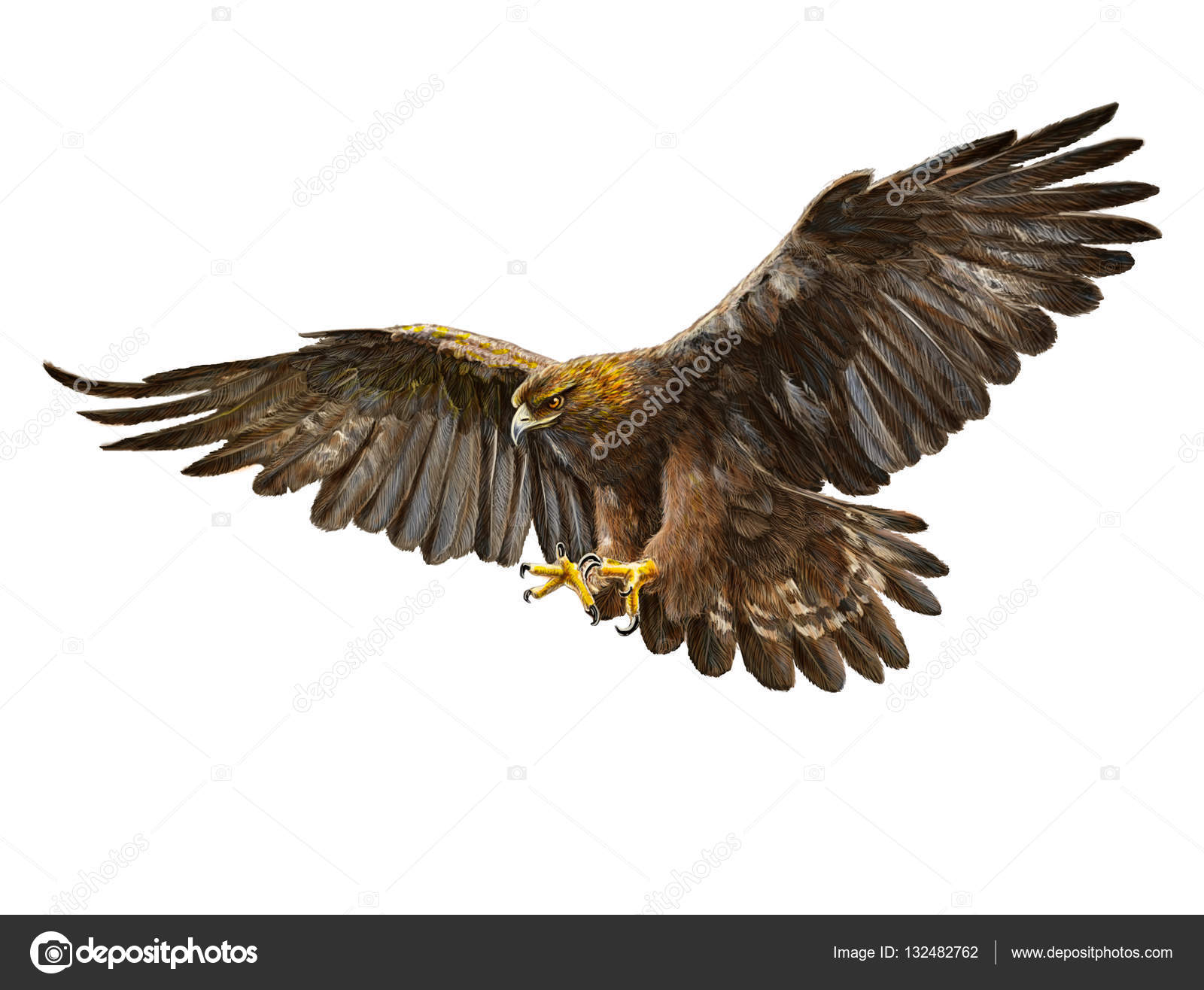 How To Draw A Golden Eagle Flying Golden Eagle Swoop Hand