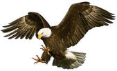 Bald eagle csapásra támadás keze felhívni a fehér.