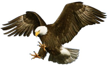 Bald eagle swoop attack hand draw on white. clipart