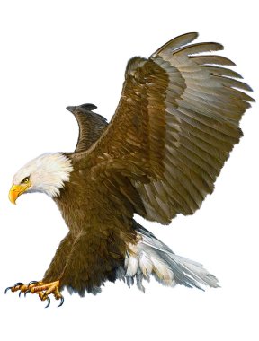 Kel kartal saldırı açılış ele çekin üzerine beyaz.