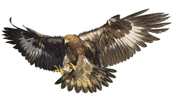 Golden eagle landing hand draw on white.