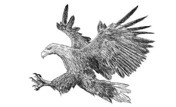 White tall eagle swoop hand draw monochrome.