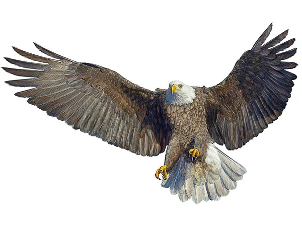 Bald eagle fågel flyga landning hand rita på vit. — Stockfoto