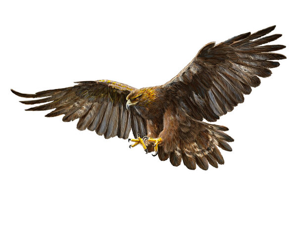 Golden eagle swoop hand draw on white.